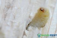 Sams Borer Control Service Sydney image 1